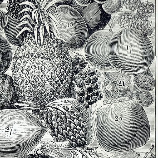 ߥӡȥβܤ ʪFRUIT 1905ǯ ꥹƥץ  0109