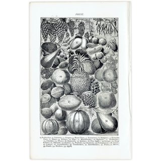 ミセスビートンの家政読本より 果物（FRUIT） 1905年 イギリスアンティークプリント  0109