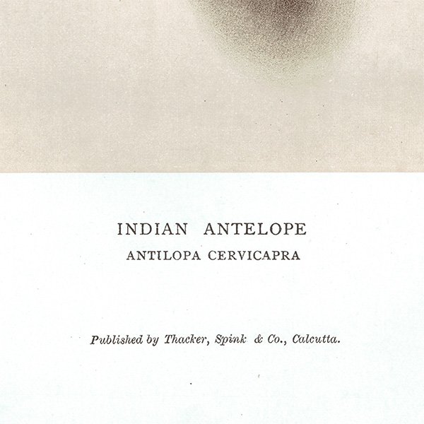 ǥ󥢥ƥ INDIAN ANTELOPE ϥƥ󥰥ȥե ꥹ ƥץ 1885ǯ 1015