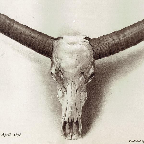 水牛（バッファロー） THE BUFFALO ハンティングトロフィー