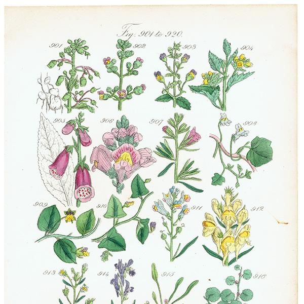 ꥹ ƥ ܥ˥륢 ꥹ  եå⥦ʤ  (British wild flowers)  1876ǯ 0688