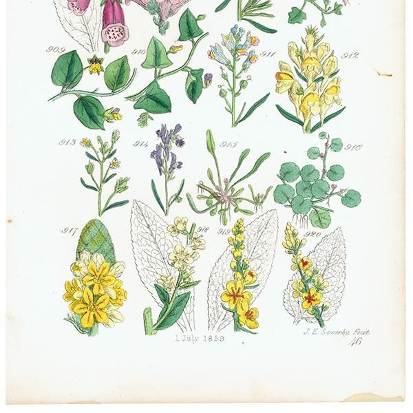 ꥹ ƥ ܥ˥륢 ꥹ  եå⥦ʤ  (British wild flowers)  1876ǯ 0688