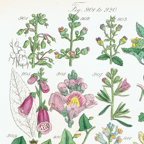 ꥹ ƥ ܥ˥륢 ꥹ  եå⥦ʤ  (British wild flowers)  1876ǯ 0688