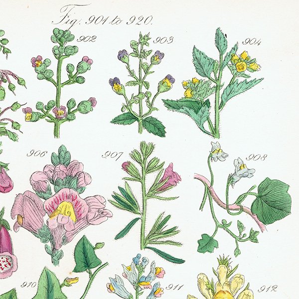 ꥹ ƥ ܥ˥륢 ꥹ  եå⥦ʤ  (British wild flowers)  1876ǯ 0688