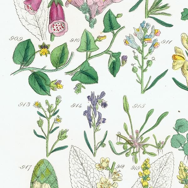 ꥹ ƥ ܥ˥륢 ꥹ  եå⥦ʤ  (British wild flowers)  1876ǯ 0688