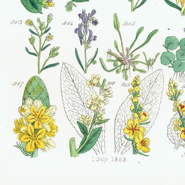 ꥹ ƥ ܥ˥륢 ꥹ  եå⥦ʤ  (British wild flowers)  1876ǯ 0688