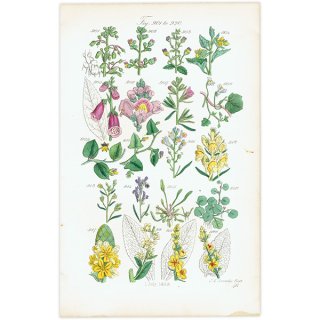 イギリス アンティーク ボタニカルアート ジギタリス  フラックス、モウズイカなど  (British wild flowers)  1876年 0688