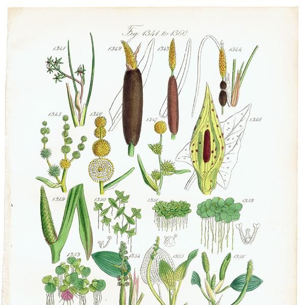 ꥹ ƥ ܥ˥륢 ޡࡦޥĥʤ  (British wild flowers)  1876ǯ 0689