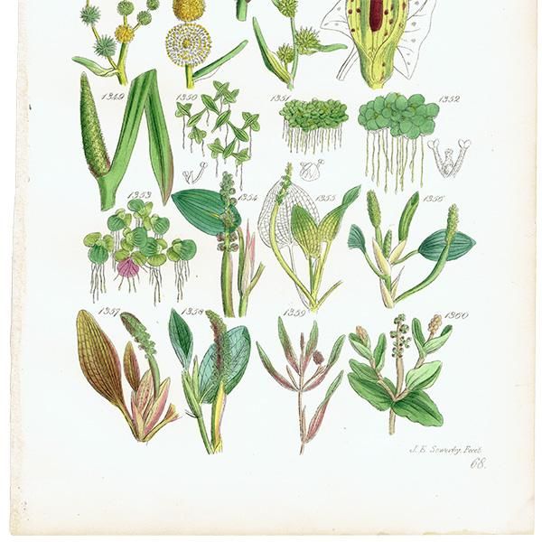 ꥹ ƥ ܥ˥륢 ޡࡦޥĥʤ  (British wild flowers)  1876ǯ 0689