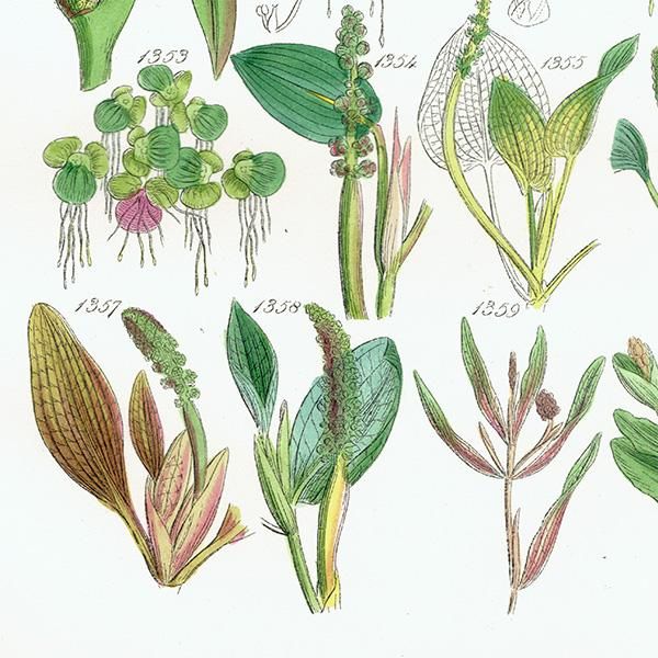 ꥹ ƥ ܥ˥륢 ޡࡦޥĥʤ  (British wild flowers)  1876ǯ 0689