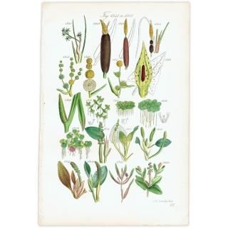 ꥹ ƥ ܥ˥륢 ޡࡦޥĥʤ  (British wild flowers)  1876ǯ 0689