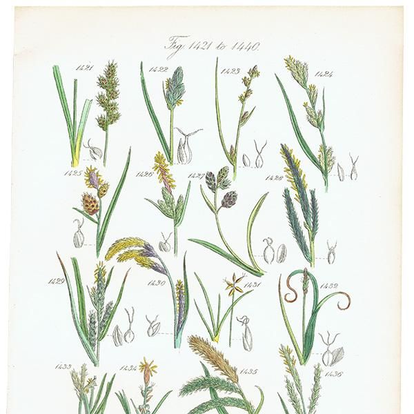 ꥹ ƥ ܥ˥륢 ĥꥰ  (British wild flowers)  1876ǯ 0690