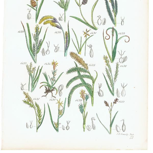 ꥹ ƥ ܥ˥륢 ĥꥰ  (British wild flowers)  1876ǯ 0690