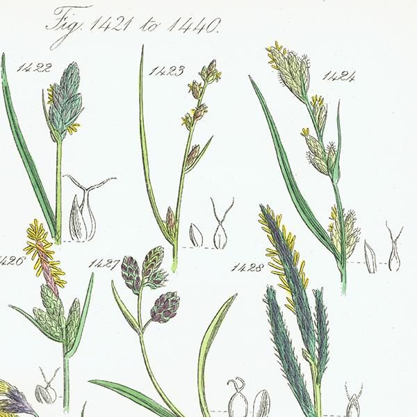 ꥹ ƥ ܥ˥륢 ĥꥰ  (British wild flowers)  1876ǯ 0690