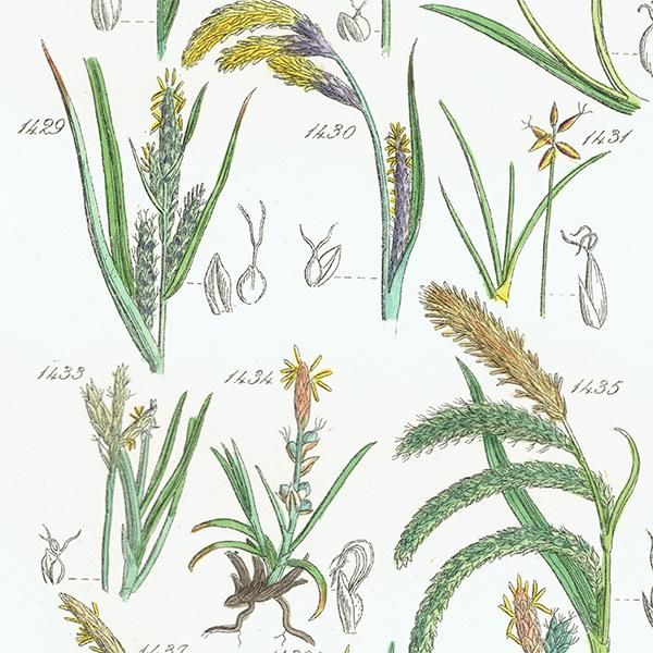 ꥹ ƥ ܥ˥륢 ĥꥰ  (British wild flowers)  1876ǯ 0690