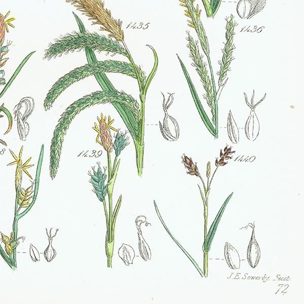 ꥹ ƥ ܥ˥륢 ĥꥰ  (British wild flowers)  1876ǯ 0690