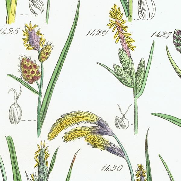 ꥹ ƥ ܥ˥륢 ĥꥰ  (British wild flowers)  1876ǯ 0690