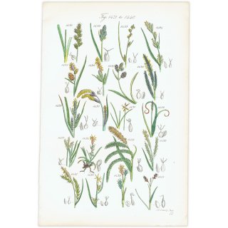 ꥹ ƥ ܥ˥륢 ĥꥰ  (British wild flowers)  1876ǯ 0690