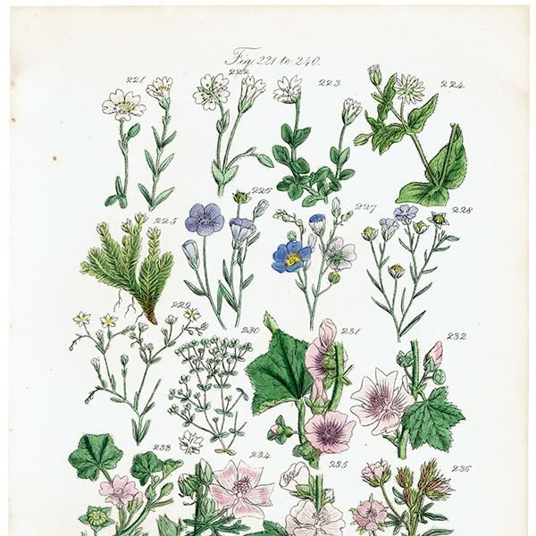 ꥹ ƥ ܥ˥륢 ޲ʡʡϥ٤ʤ  (British wild flowers)  1876ǯ 0691