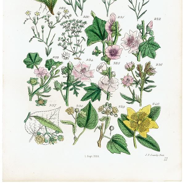 ꥹ ƥ ܥ˥륢 ޲ʡʡϥ٤ʤ  (British wild flowers)  1876ǯ 0691