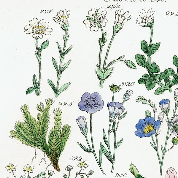 ꥹ ƥ ܥ˥륢 ޲ʡʡϥ٤ʤ  (British wild flowers)  1876ǯ 0691