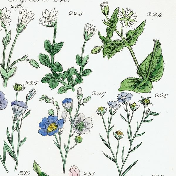 ꥹ ƥ ܥ˥륢 ޲ʡʡϥ٤ʤ  (British wild flowers)  1876ǯ 0691