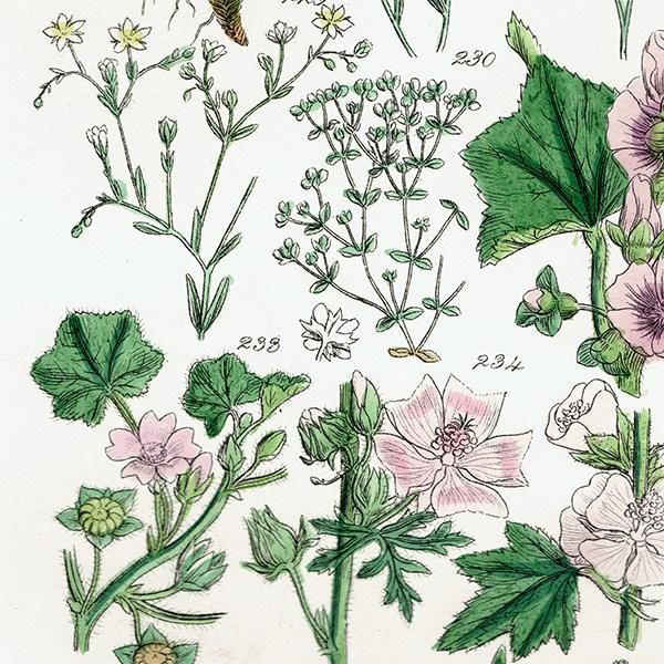 ꥹ ƥ ܥ˥륢 ޲ʡʡϥ٤ʤ  (British wild flowers)  1876ǯ 0691