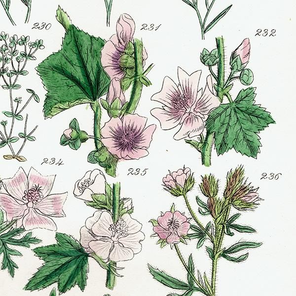 ꥹ ƥ ܥ˥륢 ޲ʡʡϥ٤ʤ  (British wild flowers)  1876ǯ 0691