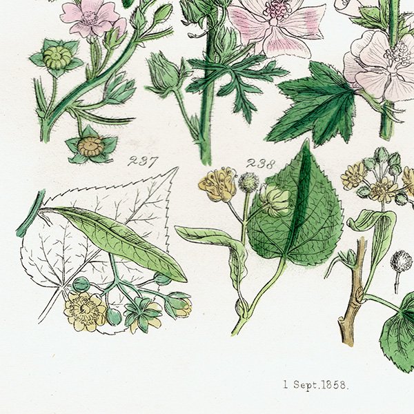 ꥹ ƥ ܥ˥륢 ޲ʡʡϥ٤ʤ  (British wild flowers)  1876ǯ 0691