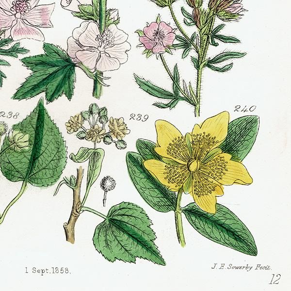 ꥹ ƥ ܥ˥륢 ޲ʡʡϥ٤ʤ  (British wild flowers)  1876ǯ 0691