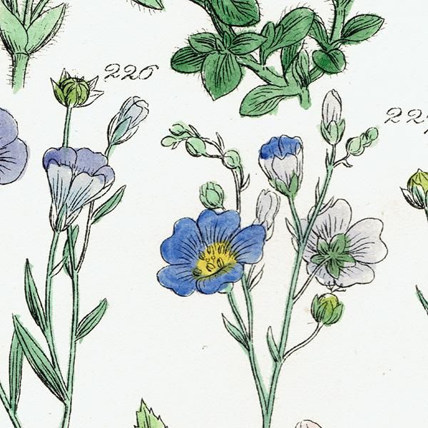 超希少 1876年 アンティーク WILD FLOWERS 手彩色 大型本 超希少 1876年 アンティーク WILD FLOWERS 手彩色 大型本 超希少