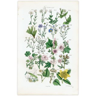 イギリス アンティーク ボタニカルアート アマ科、アオイ科、ハコベなど  (British wild flowers)  1876年 0691