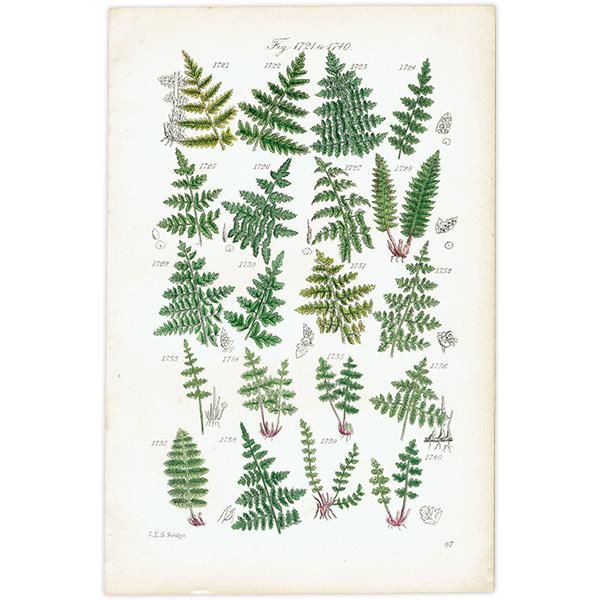 ꥹ ƥ ܥ˥륢 Fern  (British wild flowers)  1876ǯ 0692