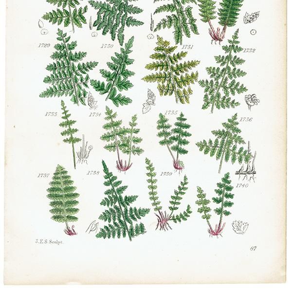 ꥹ ƥ ܥ˥륢 Fern  (British wild flowers)  1876ǯ 0692