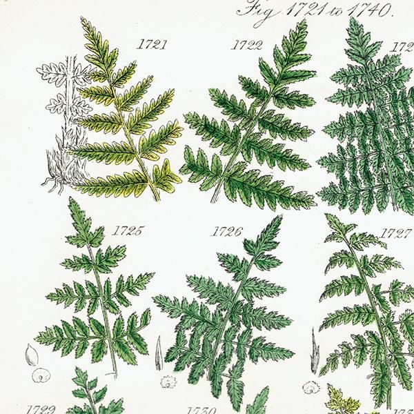 ꥹ ƥ ܥ˥륢 Fern  (British wild flowers)  1876ǯ 0692