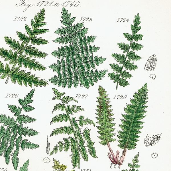 ꥹ ƥ ܥ˥륢 Fern  (British wild flowers)  1876ǯ 0692