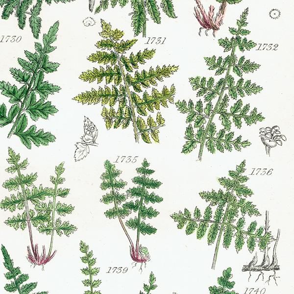 ꥹ ƥ ܥ˥륢 Fern  (British wild flowers)  1876ǯ 0692