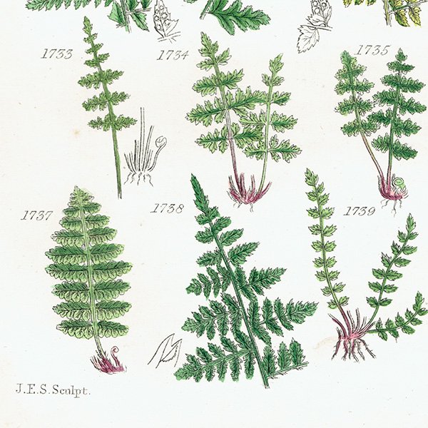 イギリス アンティーク ボタニカルアート シダ（Fern） (British wild flowers) 1876年 0692