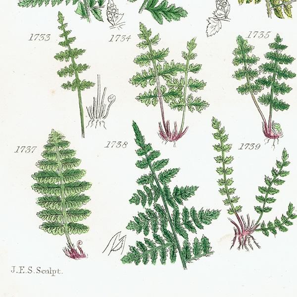 ꥹ ƥ ܥ˥륢 Fern  (British wild flowers)  1876ǯ 0692