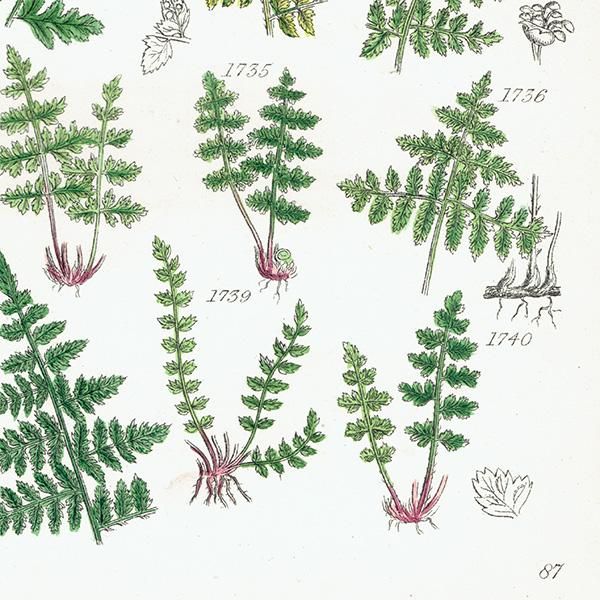 ꥹ ƥ ܥ˥륢 Fern  (British wild flowers)  1876ǯ 0692