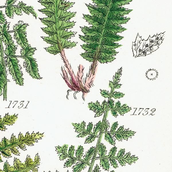 ꥹ ƥ ܥ˥륢 Fern  (British wild flowers)  1876ǯ 0692