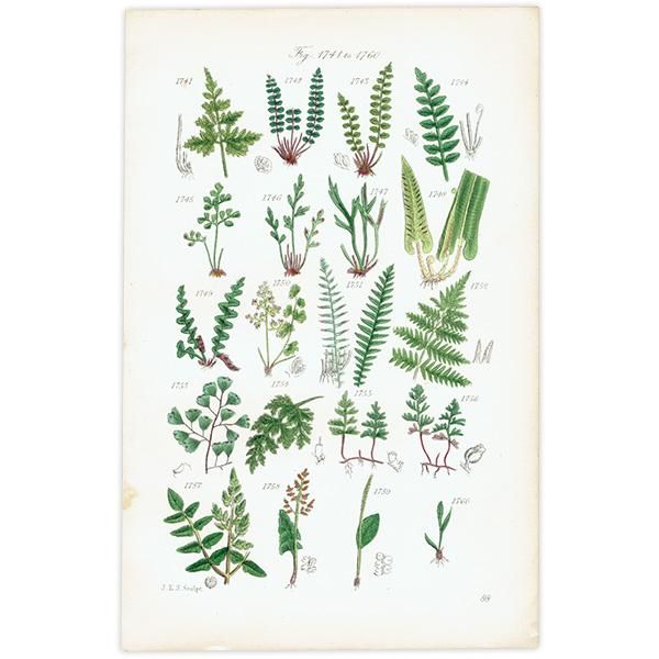 ꥹ ƥ ܥ˥륢 䥼ޥʤʤ  (British wild flowers)  1876ǯ 0693