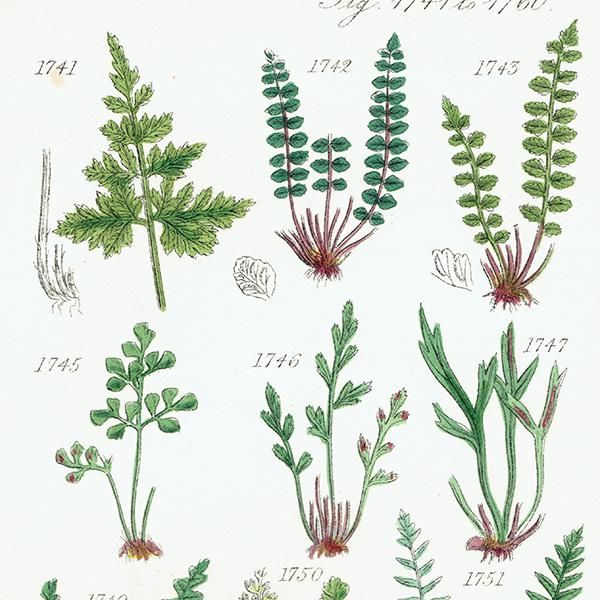 ꥹ ƥ ܥ˥륢 䥼ޥʤʤ  (British wild flowers)  1876ǯ 0693