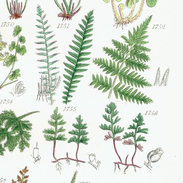 ★イギリス　ボタニカルアート　⑥ イギリス アンティーク ボタニカルアート シダ類やゼンマイ科など