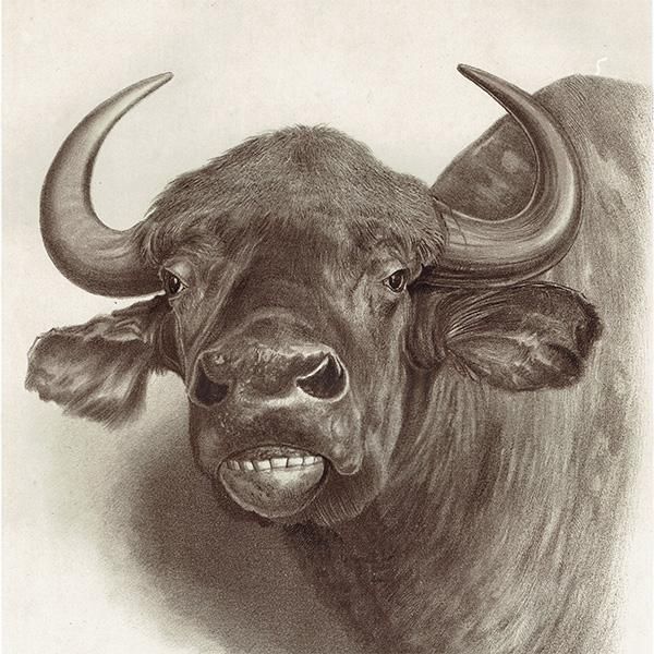 ガウル THE GAUR ハンティングトロフィー イギリス アンティーク