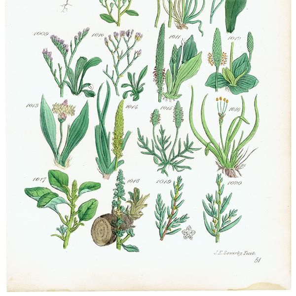 ꥹ ƥ ܥ˥륢 ʥꥹ䥢˥Хʤ  (British wild flowers)  1876ǯ 0694