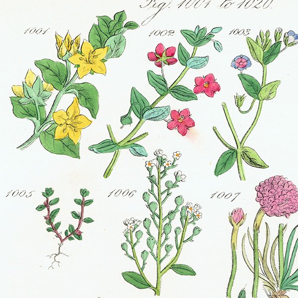 ꥹ ƥ ܥ˥륢 ʥꥹ䥢˥Хʤ  (British wild flowers)  1876ǯ 0694