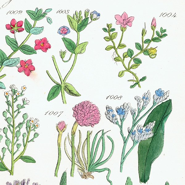 ꥹ ƥ ܥ˥륢 ʥꥹ䥢˥Хʤ  (British wild flowers)  1876ǯ 0694