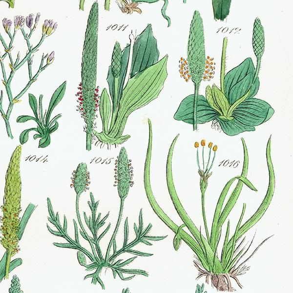 ꥹ ƥ ܥ˥륢 ʥꥹ䥢˥Хʤ  (British wild flowers)  1876ǯ 0694