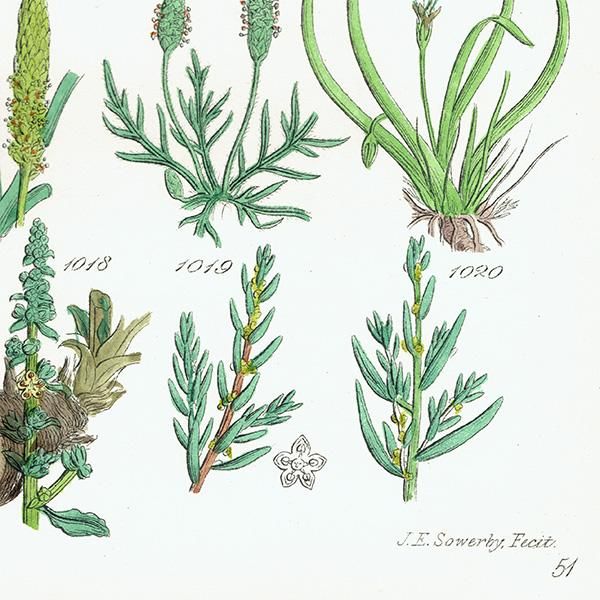 ꥹ ƥ ܥ˥륢 ʥꥹ䥢˥Хʤ  (British wild flowers)  1876ǯ 0694